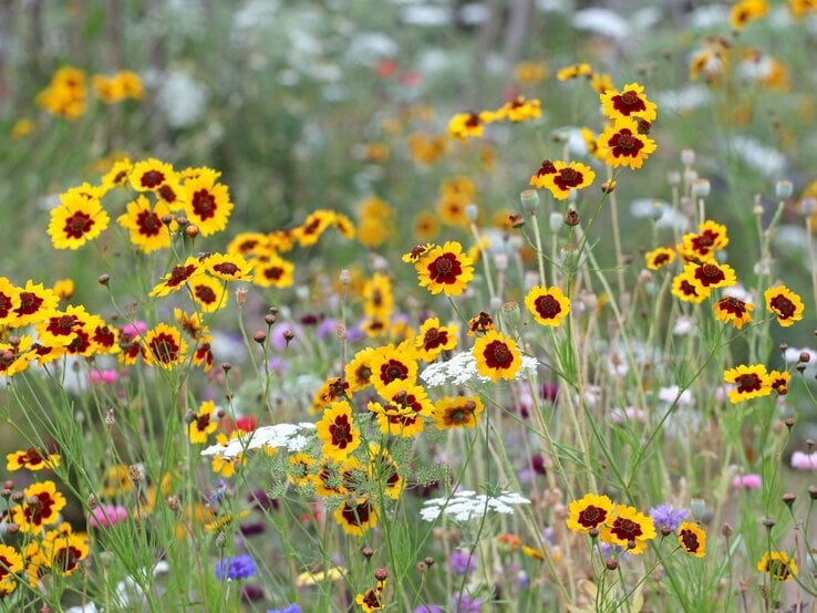 Leuchtend gelbe Sommerblumen mit dunkelroter Mitte tanzen im Wind auf einer bunten Wildblumenwiese in voller Blüte. | © Adobe Stock / Alexandra