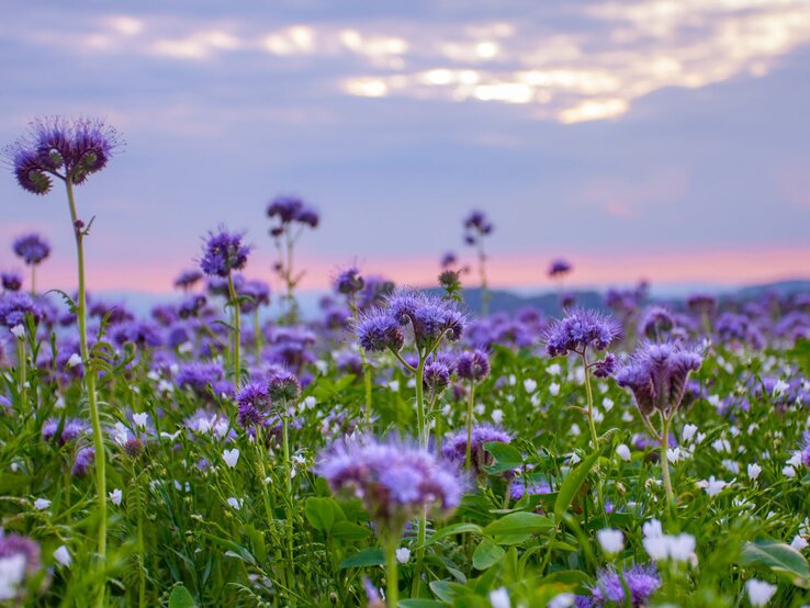 Lila und weiße Wildblumen blühen dicht an dicht auf einer Wiese unter pastellfarbenem Abendhimmel mit Wolkenfetzen. | © Adobe Stock / Alice_D
