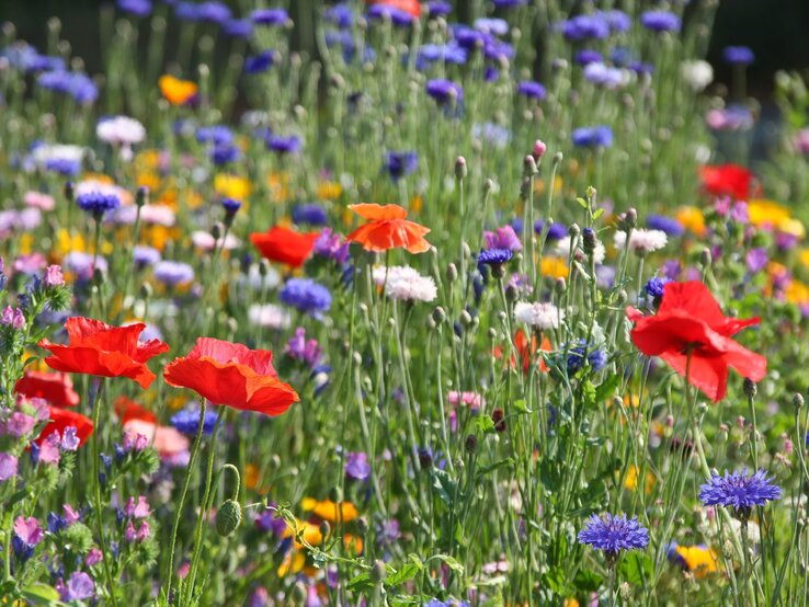 Roter Mohn, blaue Kornblumen und bunte Wildblumen blühen dicht an dicht in einer sommerlich leuchtenden Blumenwiese. | © Adobe Stock / Marina Lohrbach