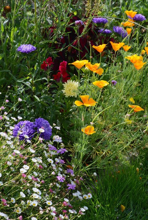 Bunte Sommerblumen in Gelb, Lila, Weiß und Rosa blühen dicht an dicht in einem sonnigen Garten mit sattgrünem Gras.