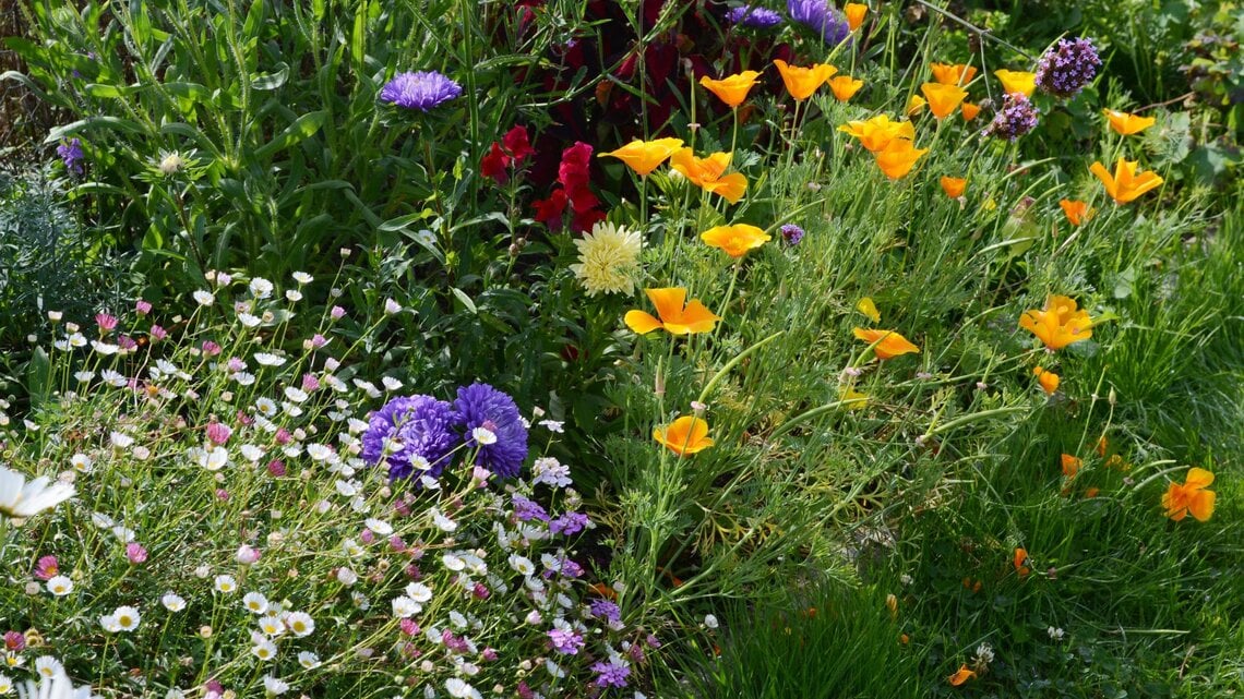 Bunte Sommerblumen in Gelb, Lila, Weiß und Rosa blühen dicht an dicht in einem sonnigen Garten mit sattgrünem Gras.