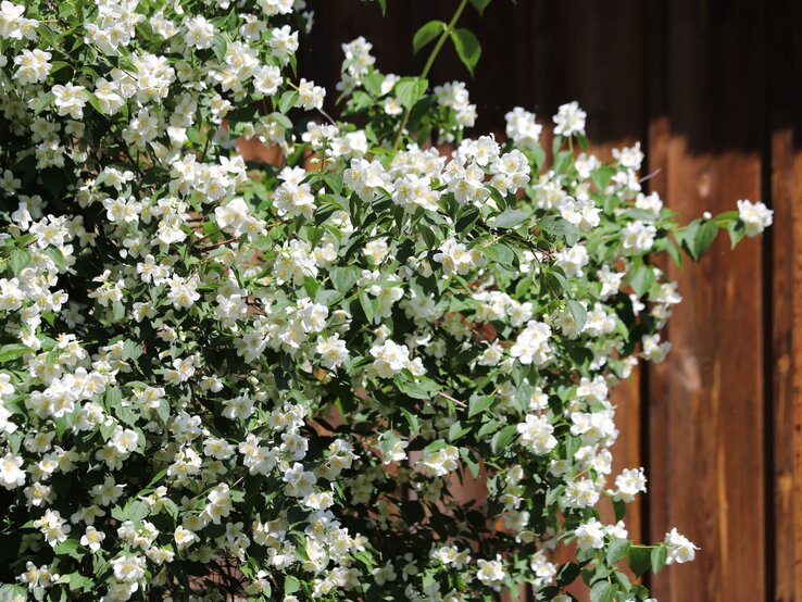 Pfeifenstrauch | © Shutterstock/Kabar Üppig blühender Jasminstrauch mit zahllosen weißen Blüten vor einer sonnenbeschienenen Holzwand im Hintergrund. | © Shutterstock/Kabar