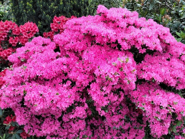 Üppig blühender Azaleenstrauch mit leuchtend pinken Blüten vor dunklem Nadelgrün und roten Rhododendronblüten.