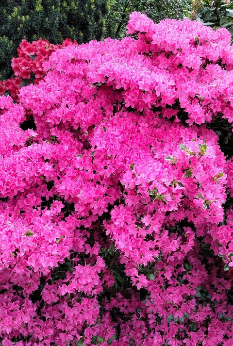 Üppig blühender Azaleenstrauch mit leuchtend pinken Blüten vor dunklem Nadelgrün und roten Rhododendronblüten.