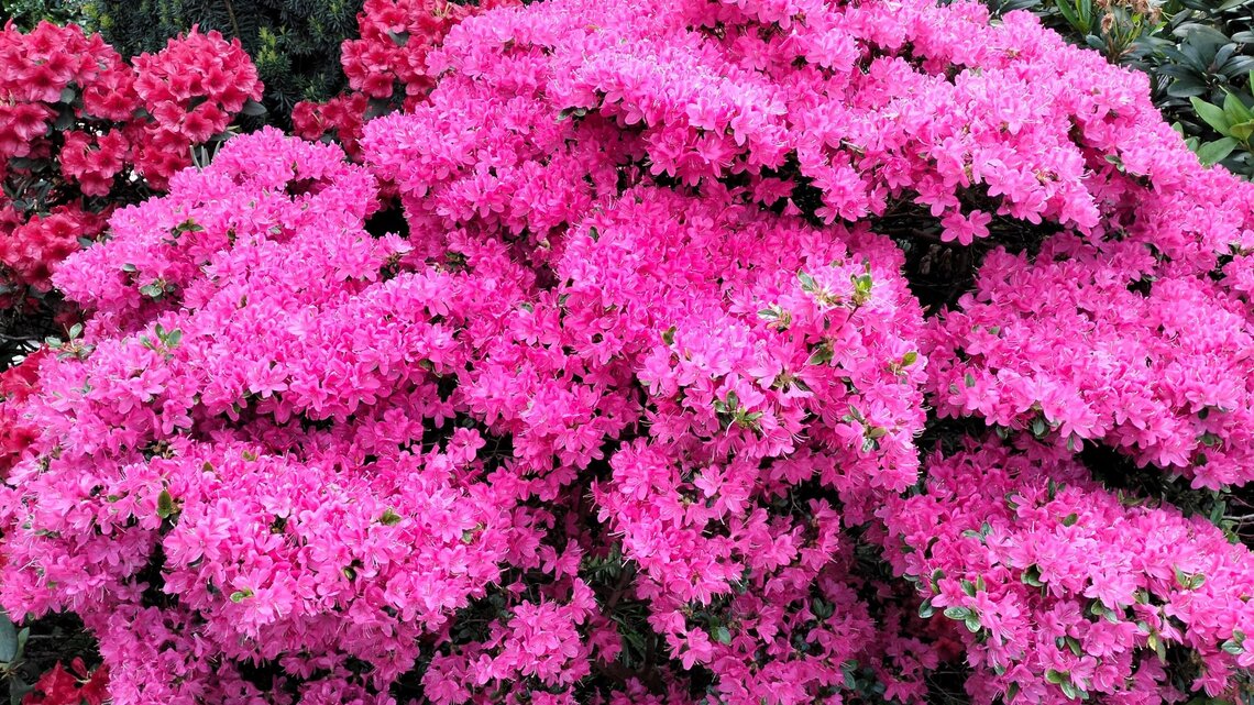 Üppig blühender Azaleenstrauch mit leuchtend pinken Blüten vor dunklem Nadelgrün und roten Rhododendronblüten.