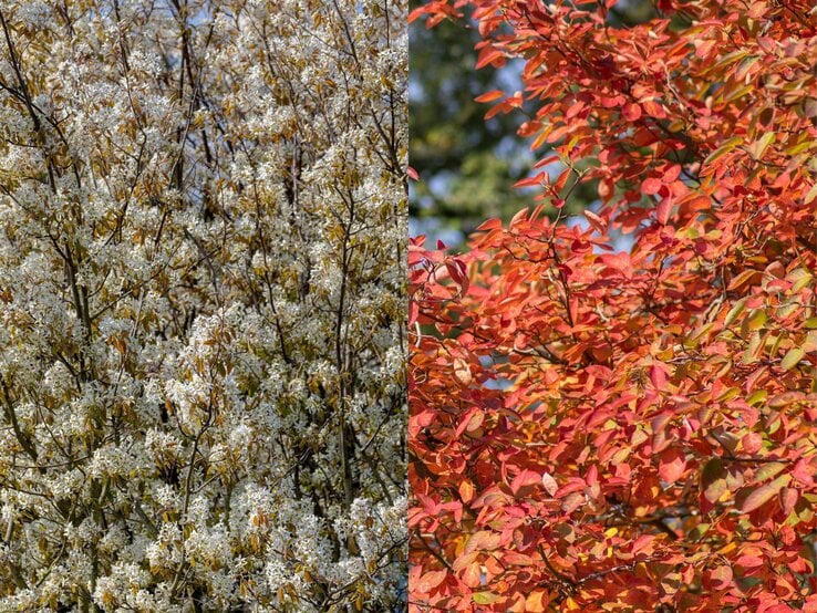 Kupfer-Felsenbirne | © Shutterstock/Wut_Moppie/Iva Vagnerova Links dichte Äste mit weißen Frühlingsblüten, rechts leuchtend rote Herbstblätter vor blauem Himmel. | © Shutterstock/Wut_Moppie/Iva Vagnerova