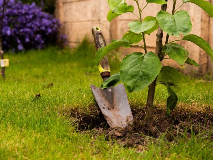 Ein junger Baum wird im Garten eingepflanzt, daneben steckt eine Gartenschaufel im frisch aufgelockerten Erdreich.