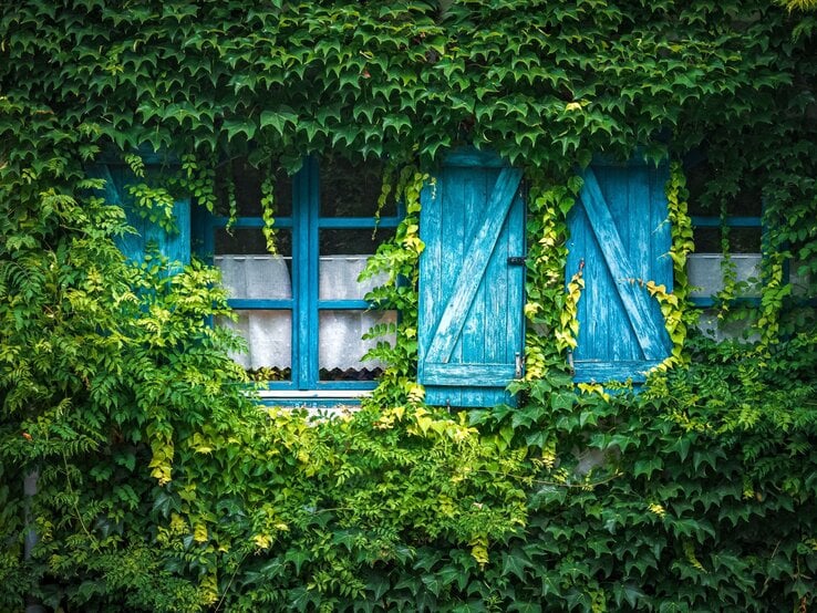 Beste Kletterpflanze Drei blau gestrichene Holzfenster mit geschlossenen Läden sind von dichtem, grünem Efeu fast vollständig umwachsen.