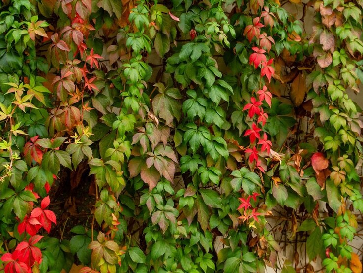 Wilder Wein | © Shutterstock/jessicahyde Rankende Weinreben mit grünem, rötlichem und herbstlich braunem Laub bedecken dicht eine helle Hauswand im sanften Licht. | © Shutterstock/jessicahyde