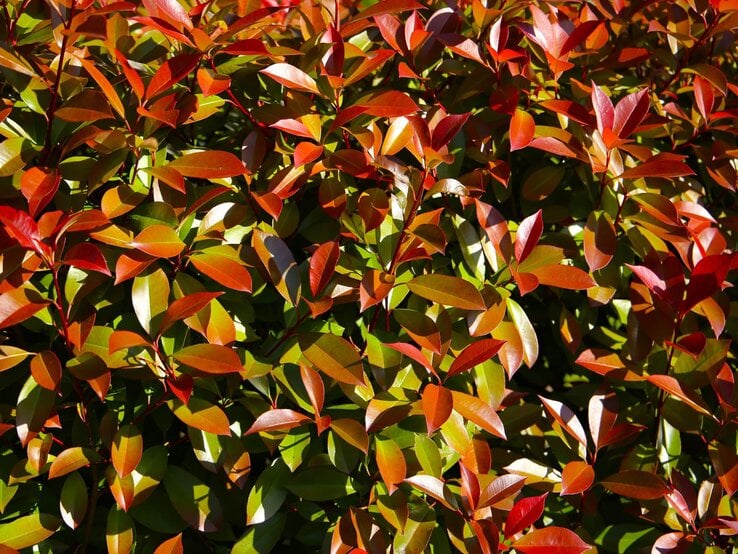 Glänzende Blätter einer Glanzmispel wechseln von frischem Grün zu leuchtendem Rot im hellen Sonnenlicht. | © Shutterstock/Bowonpat Sakaew