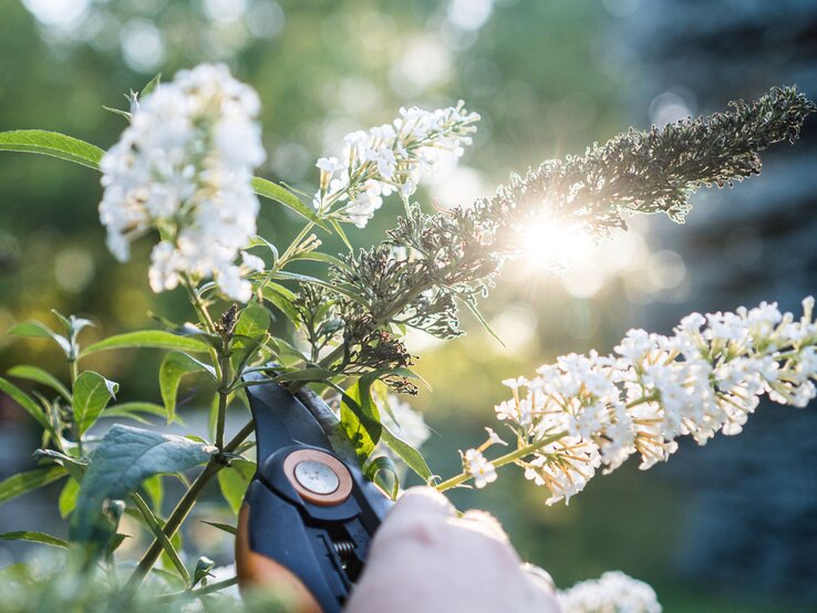 Sommerflieder schneiden | © Adobe Stock Weißer Sommerflieder wird mit Schere zurückgeschnitten. | © Adobe Stock