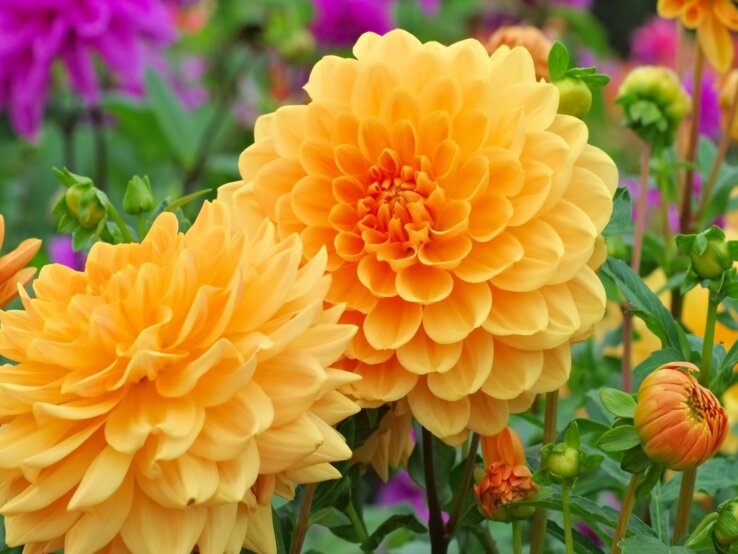Zwei leuchtend gelbe Dahlienblüten im Vordergrund eines Gartens mit violett blühenden Dahlien im unscharfen Hintergrund.