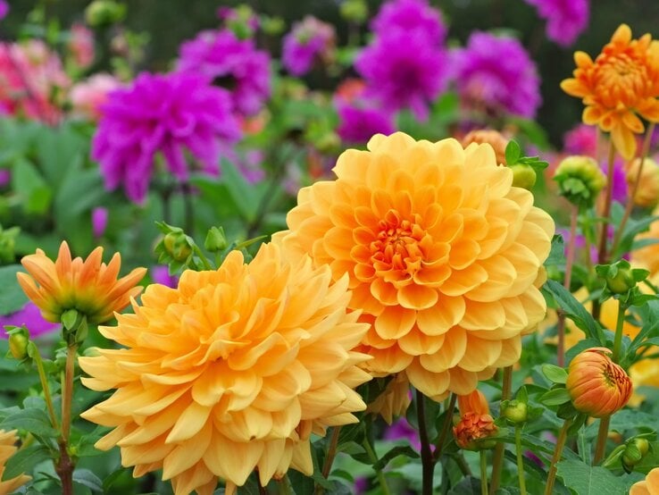 Zwei leuchtend gelbe Dahlienblüten im Vordergrund eines Gartens mit violett blühenden Dahlien im unscharfen Hintergrund.