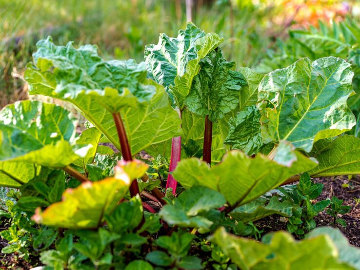 Rhabarber Dünger Tipps Üppige Rhabarberpflanze mit großen, gewellten Blättern und rötlichen Stielen in einem sonnigen Gartenbeet.