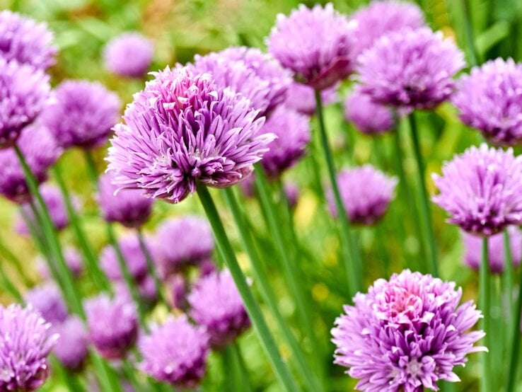 Blühender Schnittlauch mit leuchtend violetten Kugelblüten und langen grünen Stielen in sommerlichem Gartenlicht.