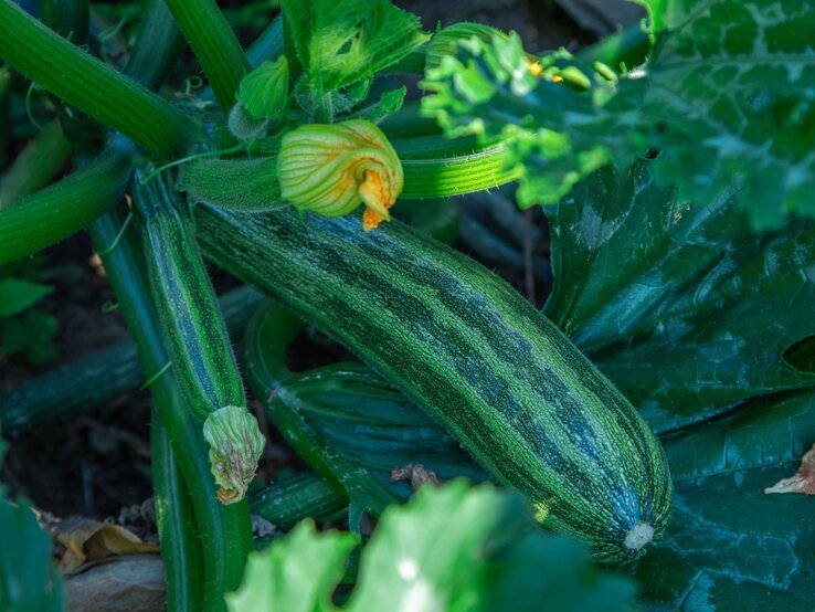 Reife, grün gestreifte Zucchini mit Blüte liegt zwischen großen, dunkelgrünen Blättern im Halbschatten des Gartens.