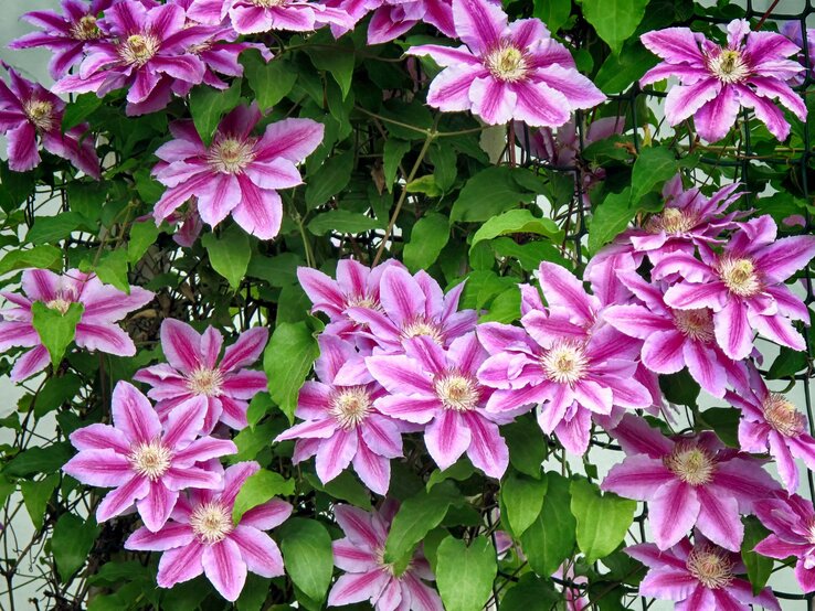 Zahlreiche rosa-violette Clematisblüten mit weißem Zentrum ranken üppig an grünem Laub vor hellgrauer Wand.