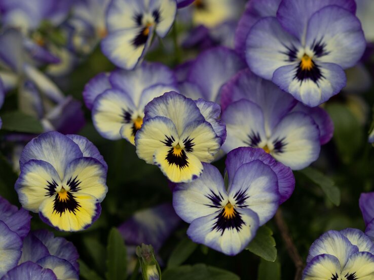 Nahaufnahme violett-gelber Stiefmütterchen mit dunkler Zeichnung inmitten satter grüner Blätter im Halbschatten.