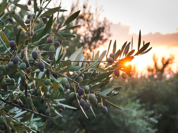 Dicht belaubter Olivenbaum mit leuchtenden grünen und violetten Oliven, von goldenem Sonnenlicht durchflutet.
