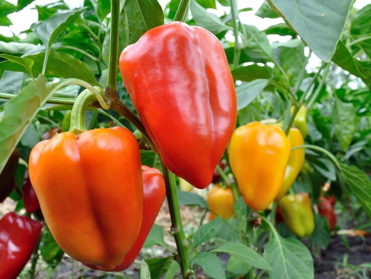 Reife rote und gelbe Paprika hängen an kräftigen grünen Pflanzen, umgeben von glänzenden Blättern im Garten.