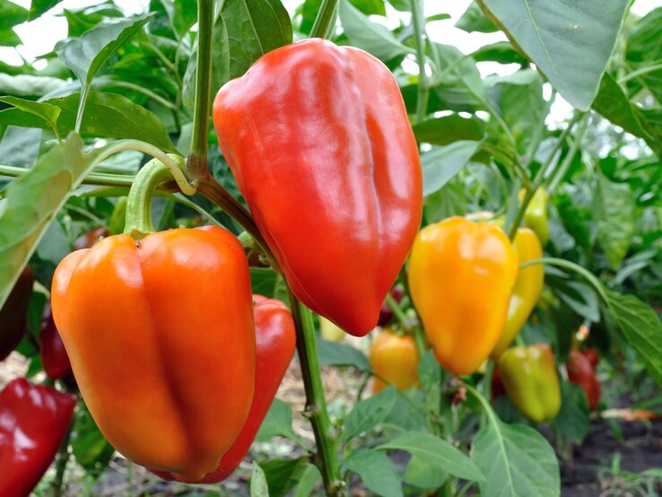 Reife rote und gelbe Paprika hängen an kräftigen grünen Pflanzen, umgeben von glänzenden Blättern im Garten.
