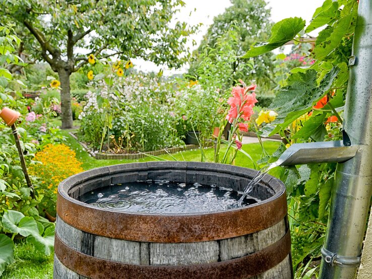 Regenwasser fließt aus einem Fallrohr in eine alte Holztonne im blühenden Garten mit Sonnenblumen und Obstbaum.
