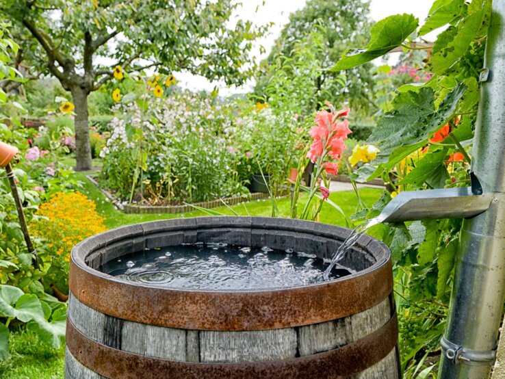 Regenwasser sammeln Gartenarbeit Regenwasser fließt aus einem Fallrohr in eine alte Holztonne im blühenden Garten mit Sonnenblumen und Obstbaum.