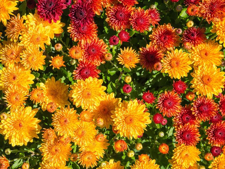 Leuchtende Chrysanthemen in Gelb, Orange und Rot blühen dicht nebeneinander im Sonnenlicht auf grünem Blattwerk. | © Adobe Stock/ leekris
