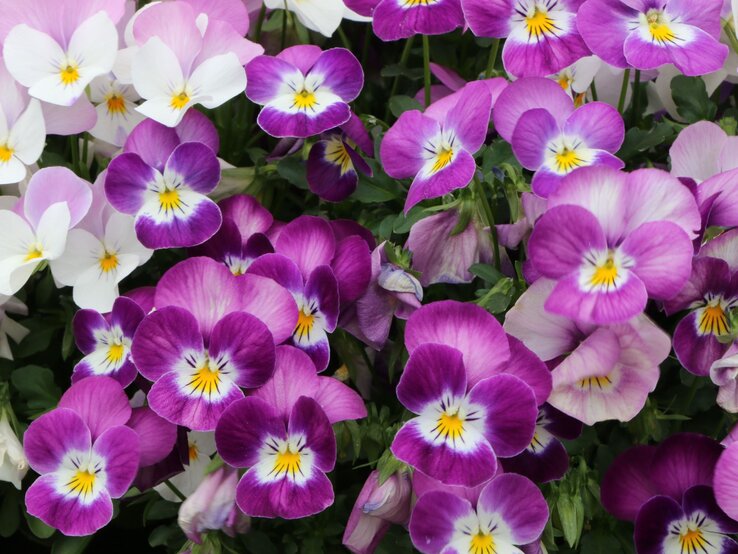 Nahaufnahme blühender Hornveilchen in Lila-, Rosa- und Weißtönen mit kontrastreichen gelben Augen. | © Adobe Stock/ vulkanismus