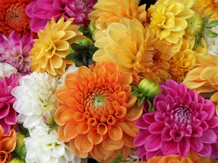 Farbintensive Dahlien in Gelb, Orange, Pink und Weiß liegen frisch geschnitten mit Tautropfen dicht beieinander. | © Adobe Stock/ Racamani