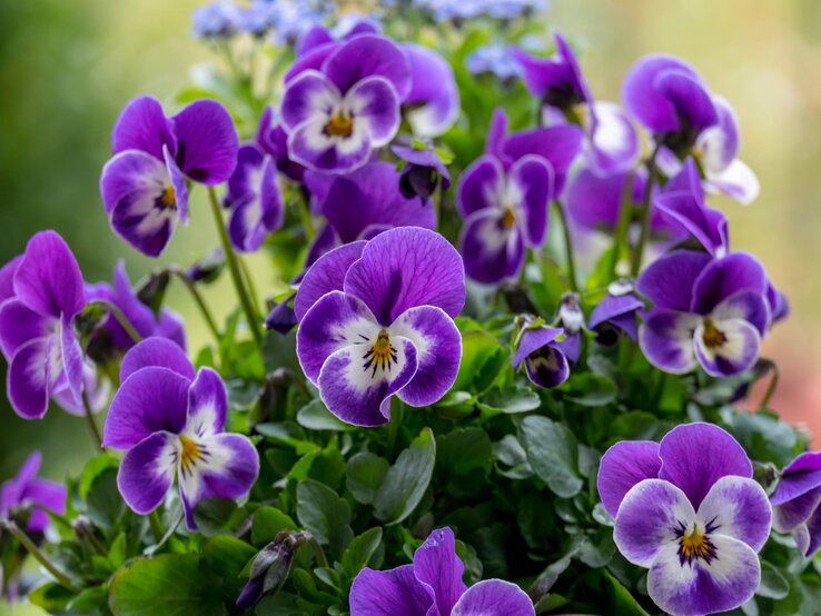 Leuchtend violette Hornveilchen mit weißen Akzenten stehen dicht gedrängt in einem Topf vor weichem Hintergrund.
