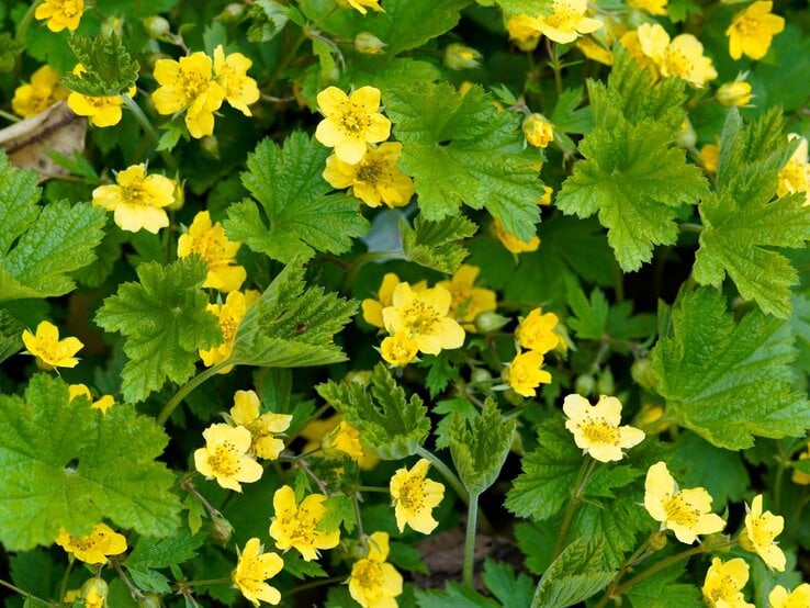 Golderdbeere, Waldsteinie | © Shutterstock/Elly Miller Leuchtend gelbe Blüten mit fünf zarten Blättern blühen dicht an dicht zwischen kräftig gezackten grünen Blättern. | © Shutterstock/Elly Miller