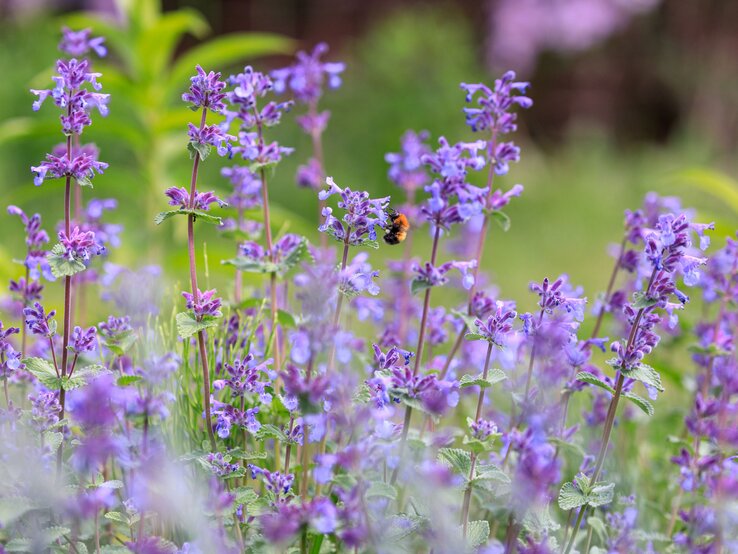 Katzemminze mit Hummel