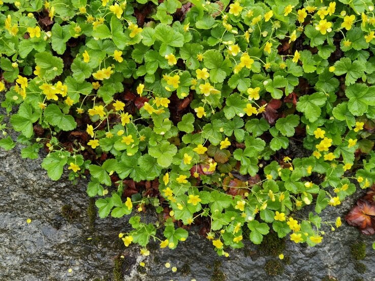 Kleine gelbe Blüten mit runden Blättern wachsen üppig über nassem, moosbewachsenem Fels am Waldrand.