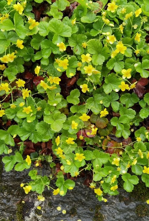 Kleine gelbe Blüten mit runden Blättern wachsen üppig über nassem, moosbewachsenem Fels am Waldrand.