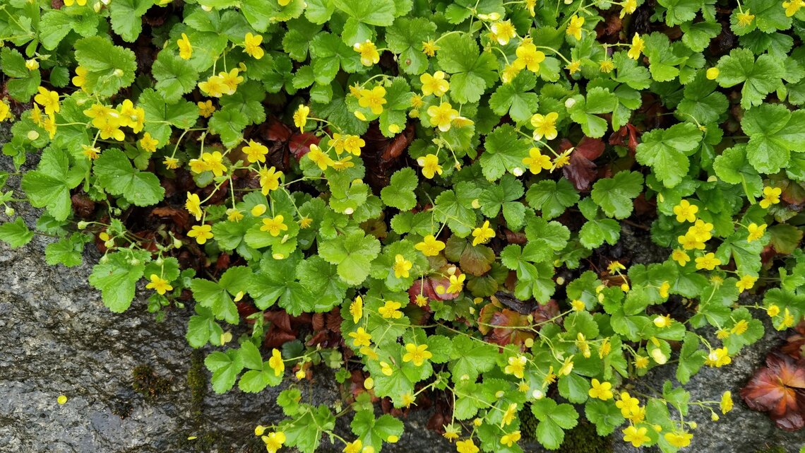 Kleine gelbe Blüten mit runden Blättern wachsen üppig über nassem, moosbewachsenem Fels am Waldrand.