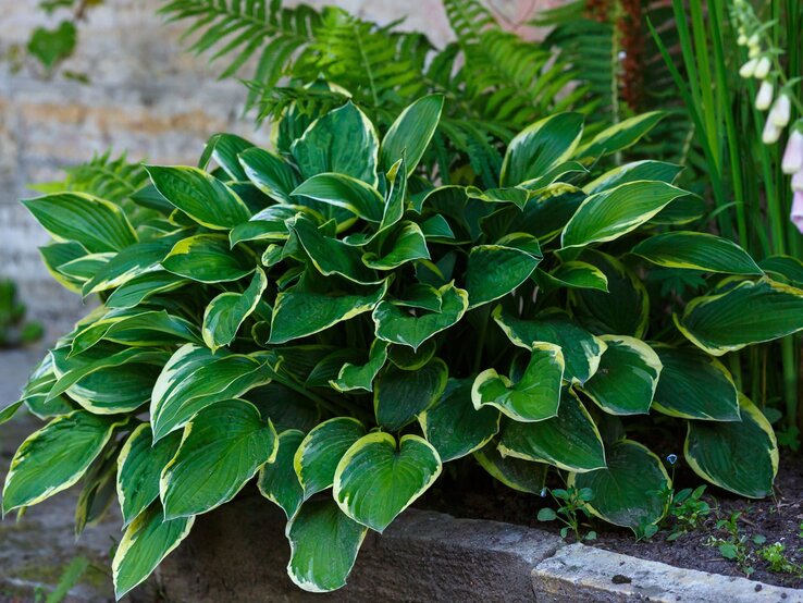 Hosta | © Shutterstock/Flower_Garden Üppige Funkie mit grün-gelb gerandeten Blättern wächst dicht an einer Natursteinmauer neben Farnen und Ziergräsern. | © Shutterstock/Flower_Garden