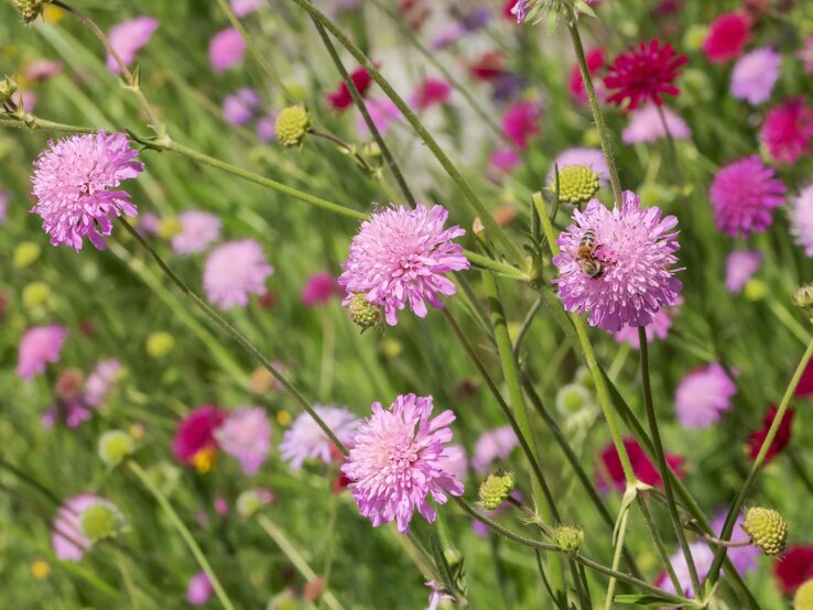 Feine Sommerblumen in Rosa und Pink auf filigranen Stielen, von Bienen umschwärmt vor lebendigem Wiesenhintergrund.