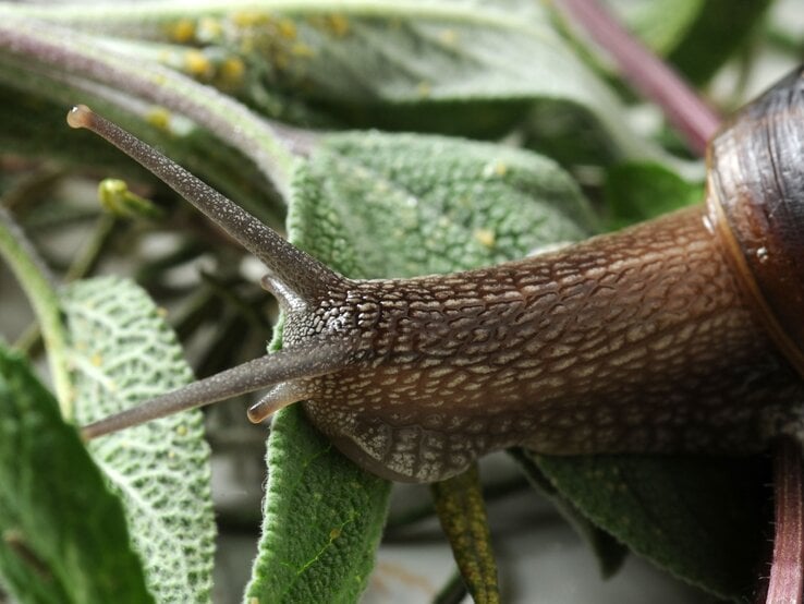Nahaufnahme einer braunen Schnecke mit strukturiertem Fühlerkopf auf samtig grünen Blättern mit gelben Pollenpunkten.