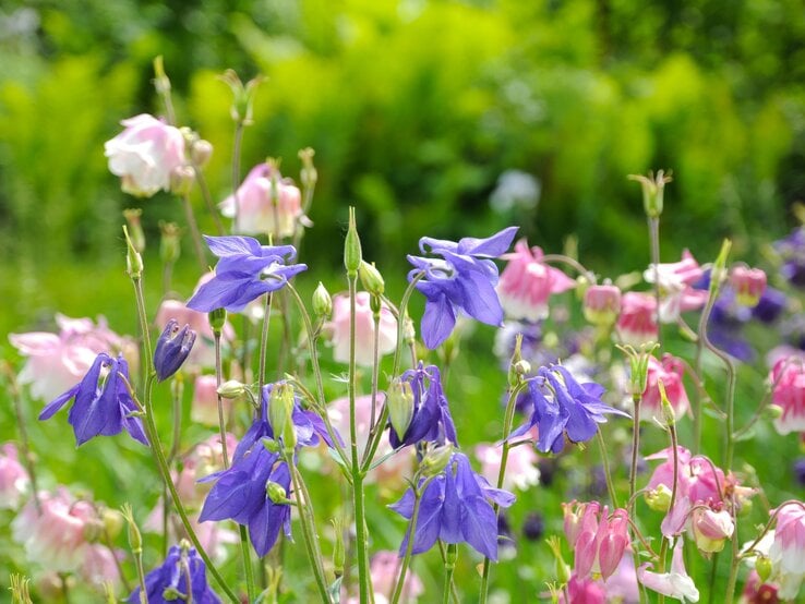 Lila und rosa Akeleiblüten mit zarten Glockenkelchen wiegen sich im Sonnenlicht vor leuchtend grünem Gartenhintergrund.