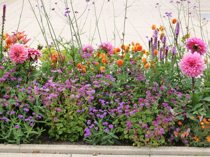Essbare Stauden Garten Staudenbeet Üppiges Staudenbeet mit pinken Dahlien, orangefarbenen Kugelblumen und violettem Sommerflor vor heller Steinfläche.