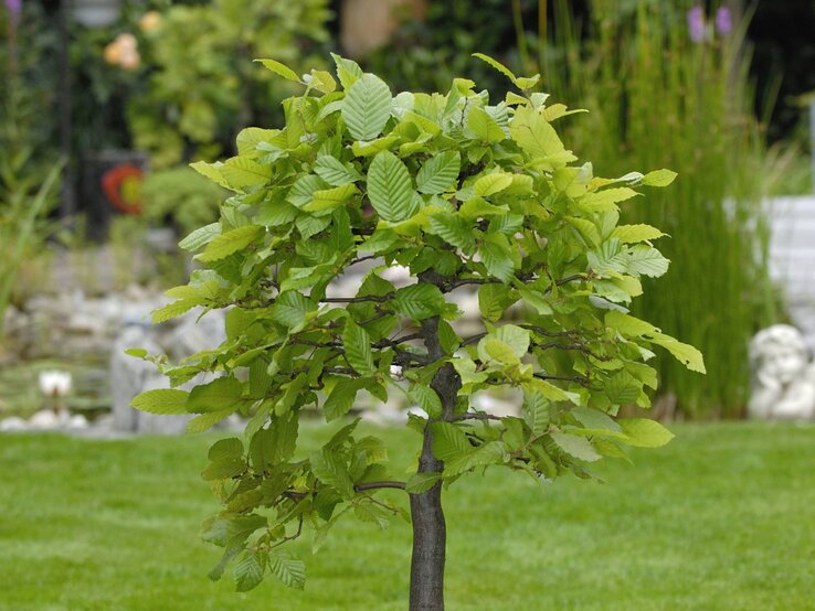 Hainbuche | © IMAGO/blickwinkel Kleiner, rundlich geschnittener Baum mit dichtem, frischem Laub auf gepflegtem Rasen vor Teich und Gartenskulpturen. | © IMAGO/blickwinkel