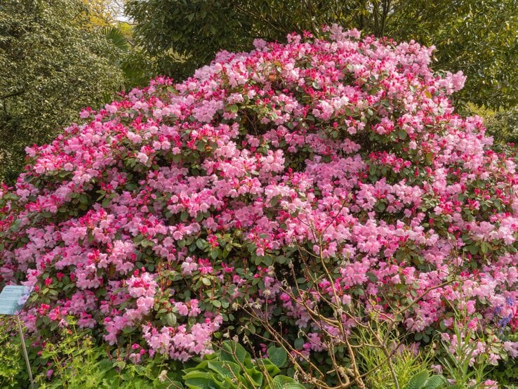 Bester Strauch Üppig blühender Rhododendronstrauch mit unzähligen rosa und pinken Blüten vor dichtem, grünem Laub im Frühlingsgarten.