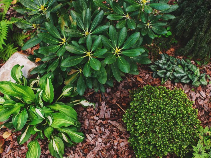 Beste Schattenpflanze Verschiedene schattengrüne Gartenpflanzen mit glänzenden Blättern wachsen auf braunem Rindenmulch zwischen Steinen.