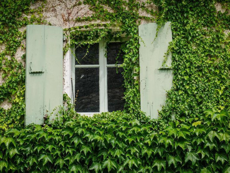 Altes Fenster mit hellgrünen Holzläden, umrankt von dichtem Efeu an einer verwitterten Hauswand im Sommerlicht.