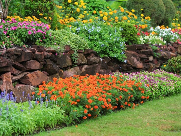 Beste Gartenpflanze Mehrstufiges Blumenbeet mit leuchtend bunten Sommerblumen vor einer rustikalen Natursteinmauer im gepflegten Garten.