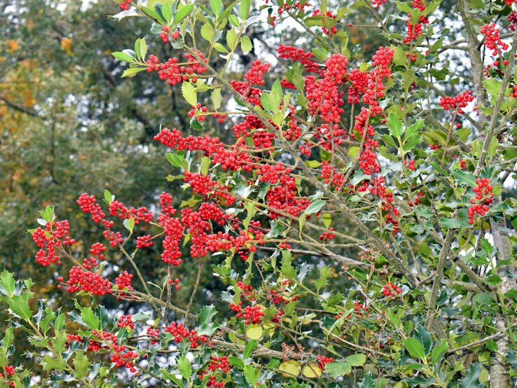 Ilex aquifolium | © Shutterstock/Jon Benedictus Dicht gewachsene Stechpalmenzweige mit leuchtend roten Beeren vor herbstlich gefärbtem, leicht verschwommenem Waldhintergrund. | © Shutterstock/Jon Benedictus