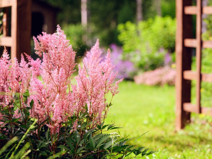 Stauden Halbschatten Rosa Astilben blühen prächtig unter sommerlichem Sonnenschein, umgeben von grünem Rasen und Holzelementen im Hintergrund.
