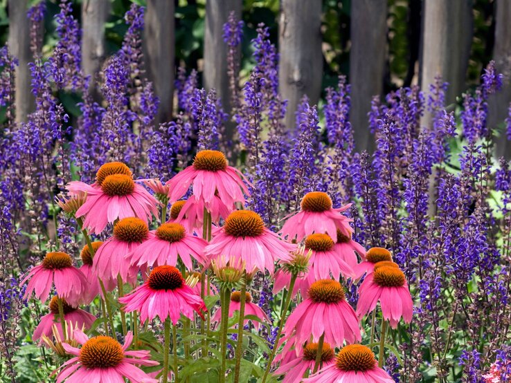 Leuchtend pinke Sonnenhüte mit orangebraunen Blütenköpfen stehen vor lilafarbenem Salbei und einem hölzernen Zaun in der Sommersonne.