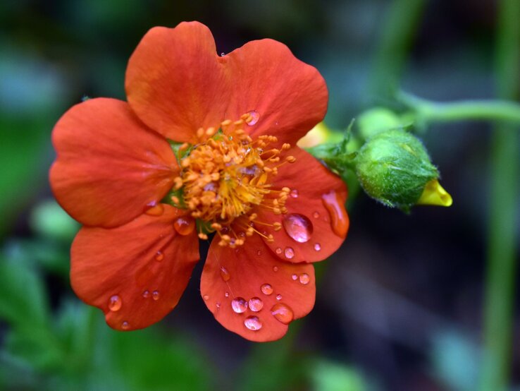 Starkregen Regen Staunässe Stauden Eine leuchtend orange Blüte mit gelbem Staubgefäß und Regentropfen an den Blütenblättern steht vor grünem, unscharfem Hintergrund.